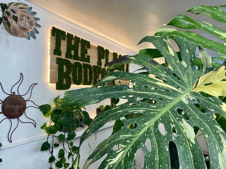 The Plant Bodega Company AZ