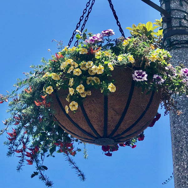 New Hanging Flower Baskets Beautify Carlsbad Village