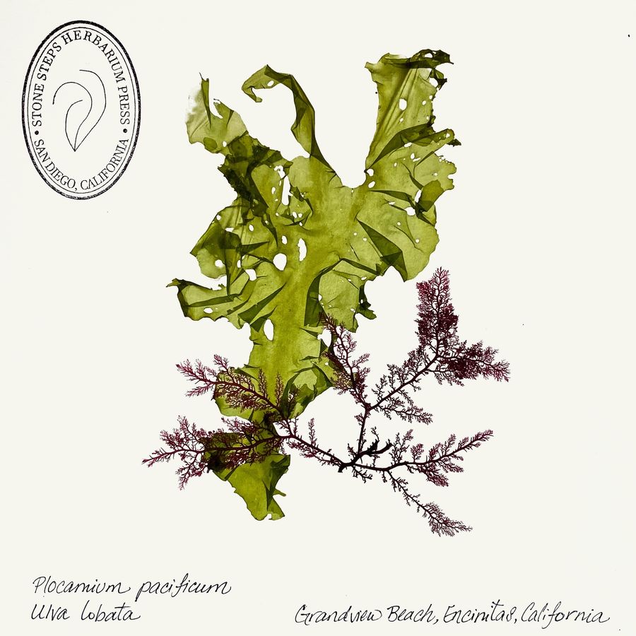 Stonesteps Herbarium