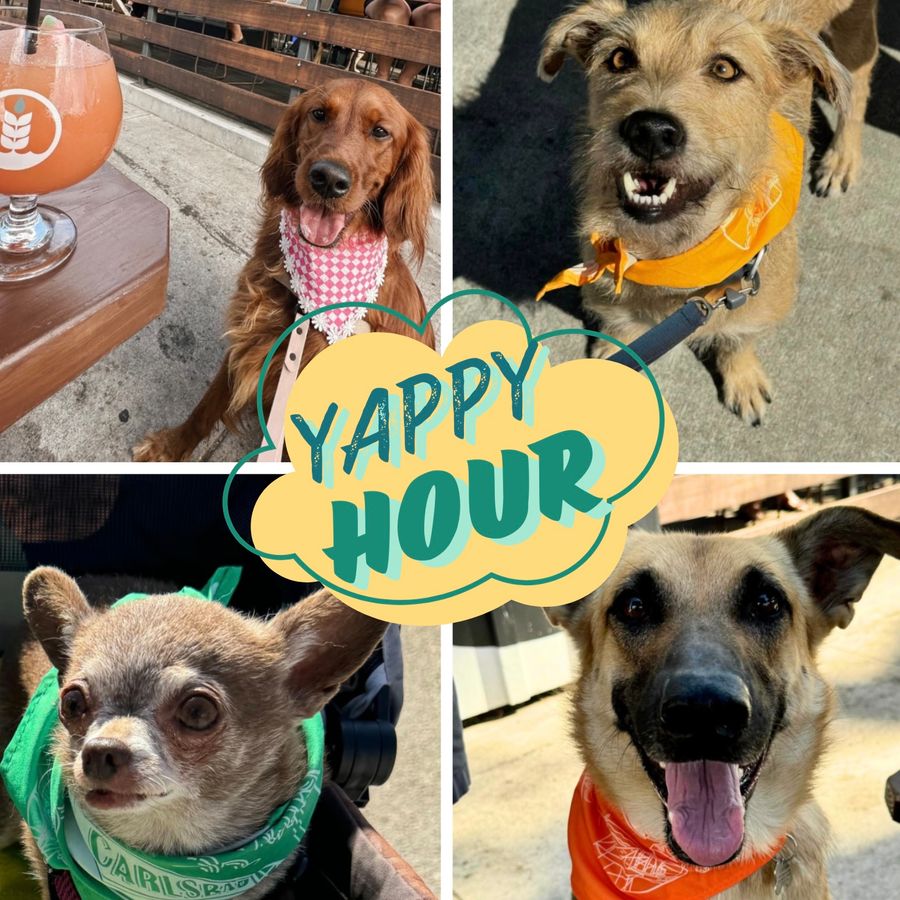 Yappy Hour: Paws, Pints, and Fun This Thurs. in Carlsbad Village