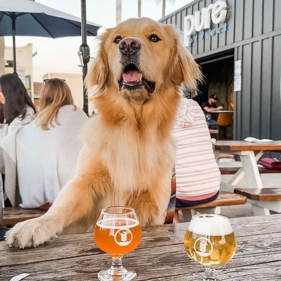 Join Us This Thursday for Downtown Carlsbad's Finest Yappy Hour!