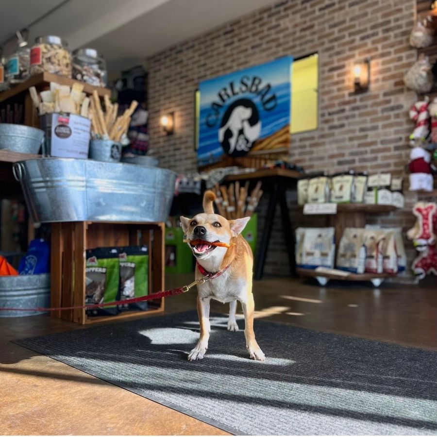 Four-Legged Friends Love Our Downtown Carlsbad Businesses!
