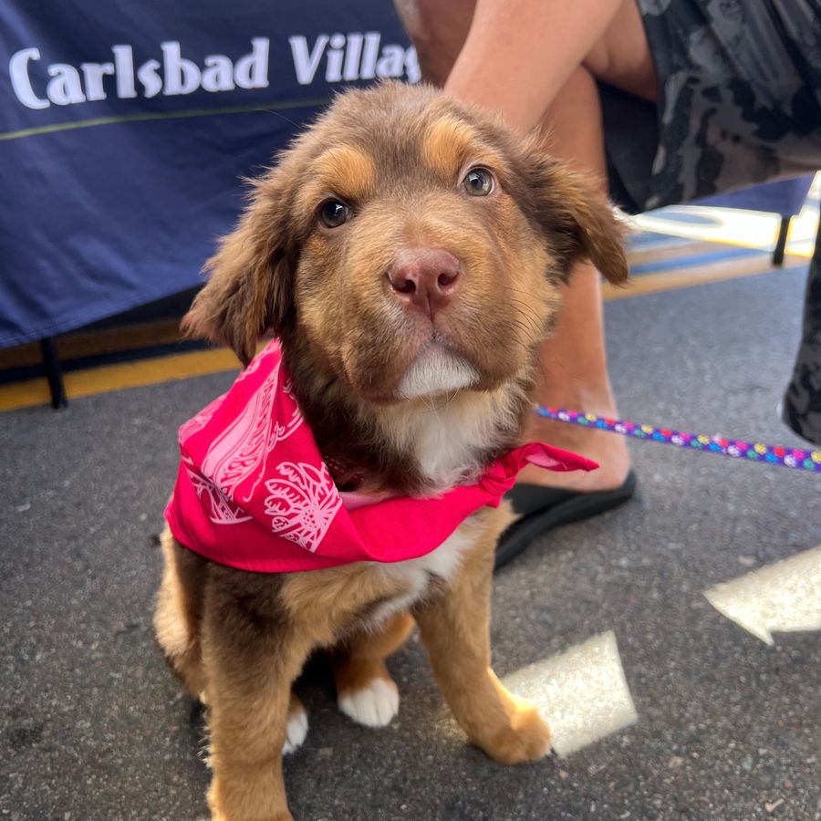 New Merchandise and Great Deals at the State Street Farmers Market