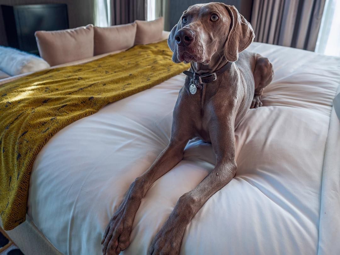 Dog on bed
