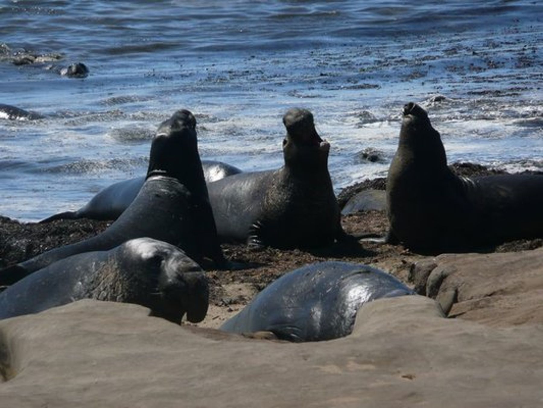 Seal Viewing Seasons