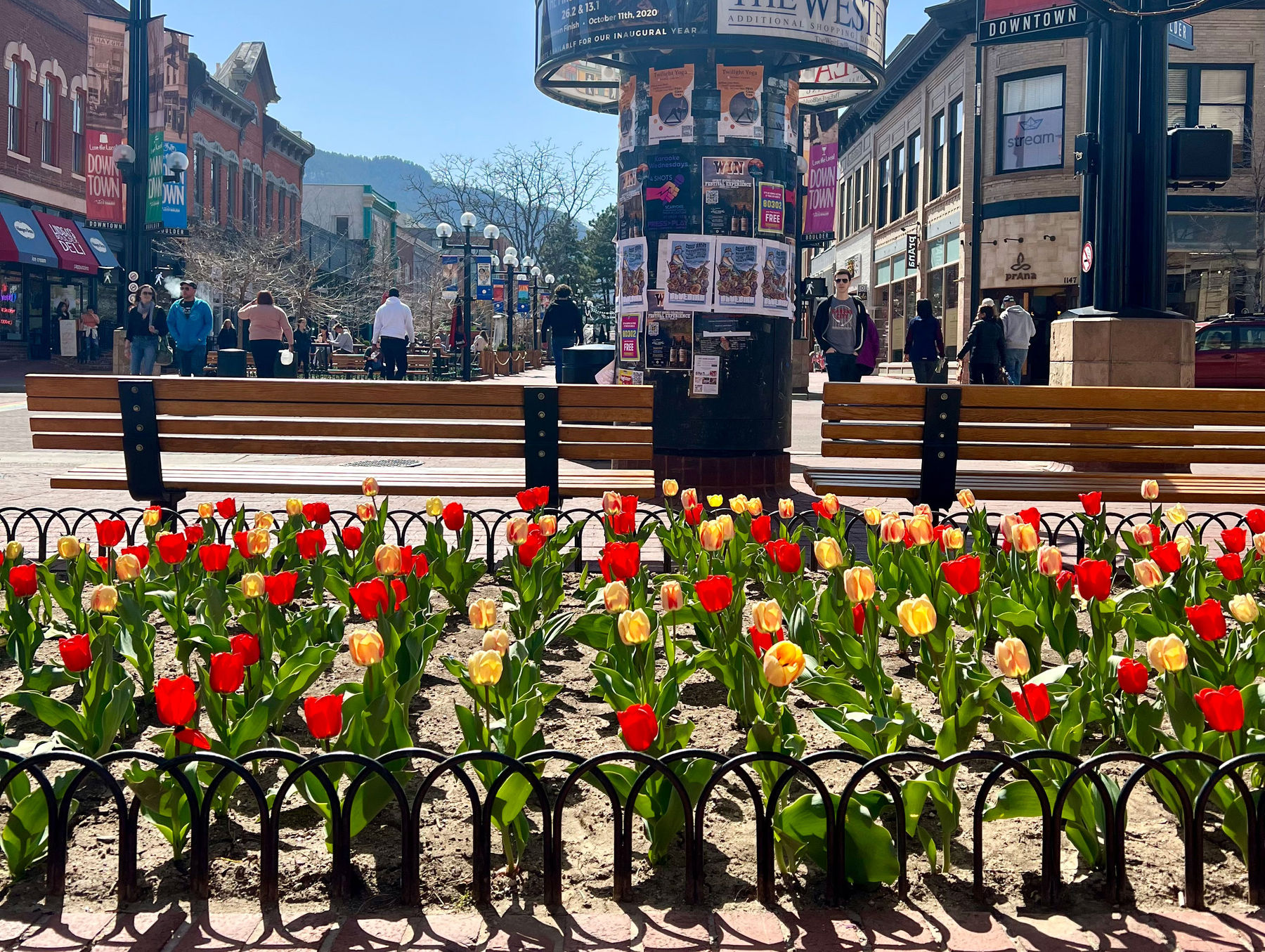 Benches on 1200 Block Decorated with Tulips