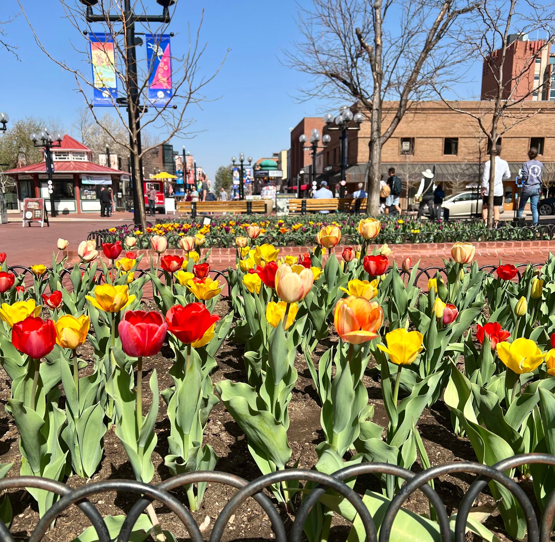 Tulips Downtown