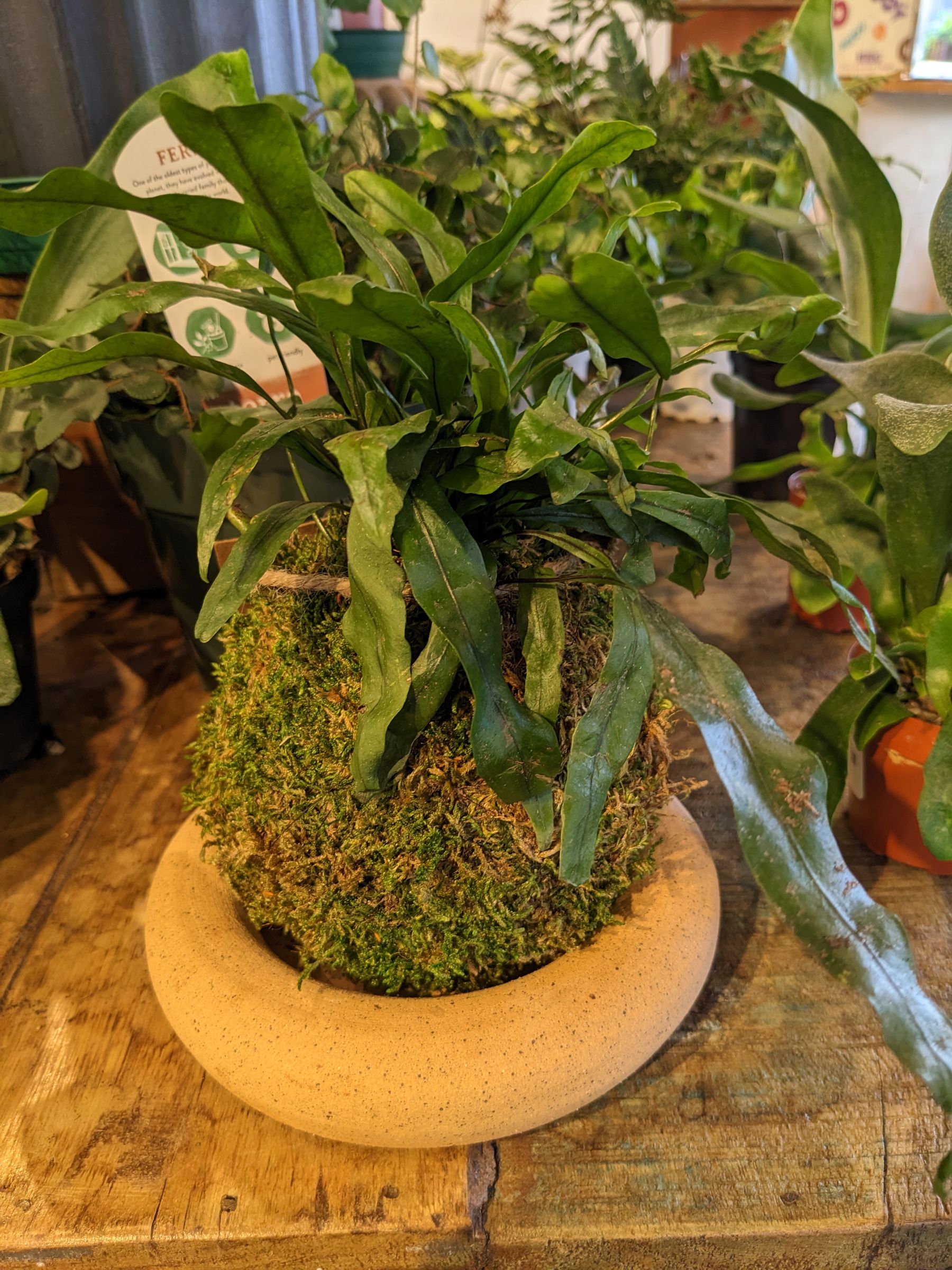 Japanese Kokedama