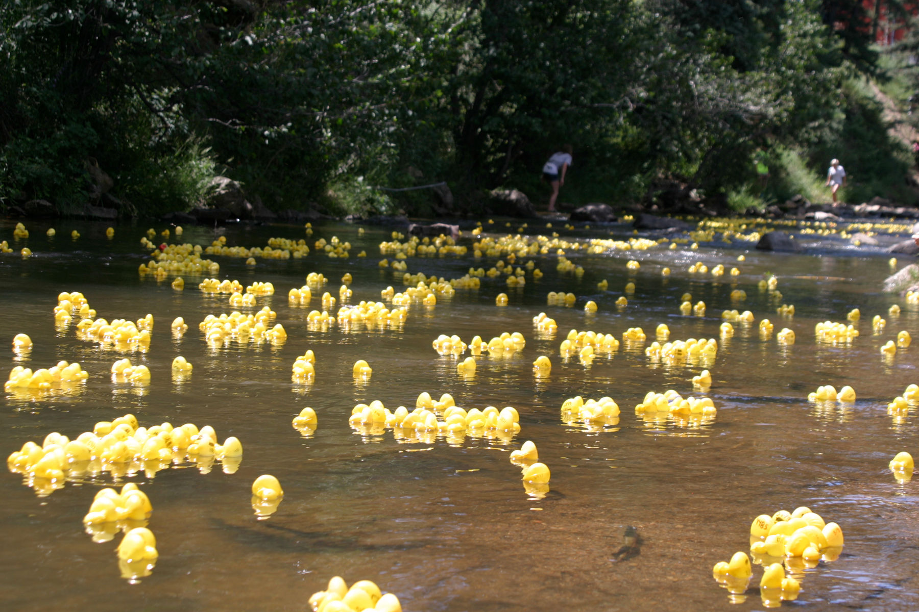 Dam Duck Derby Annual Race | Downtown Evergreen, CO