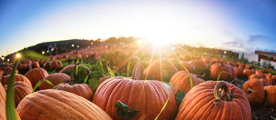 a field of pumpkins right before sunset