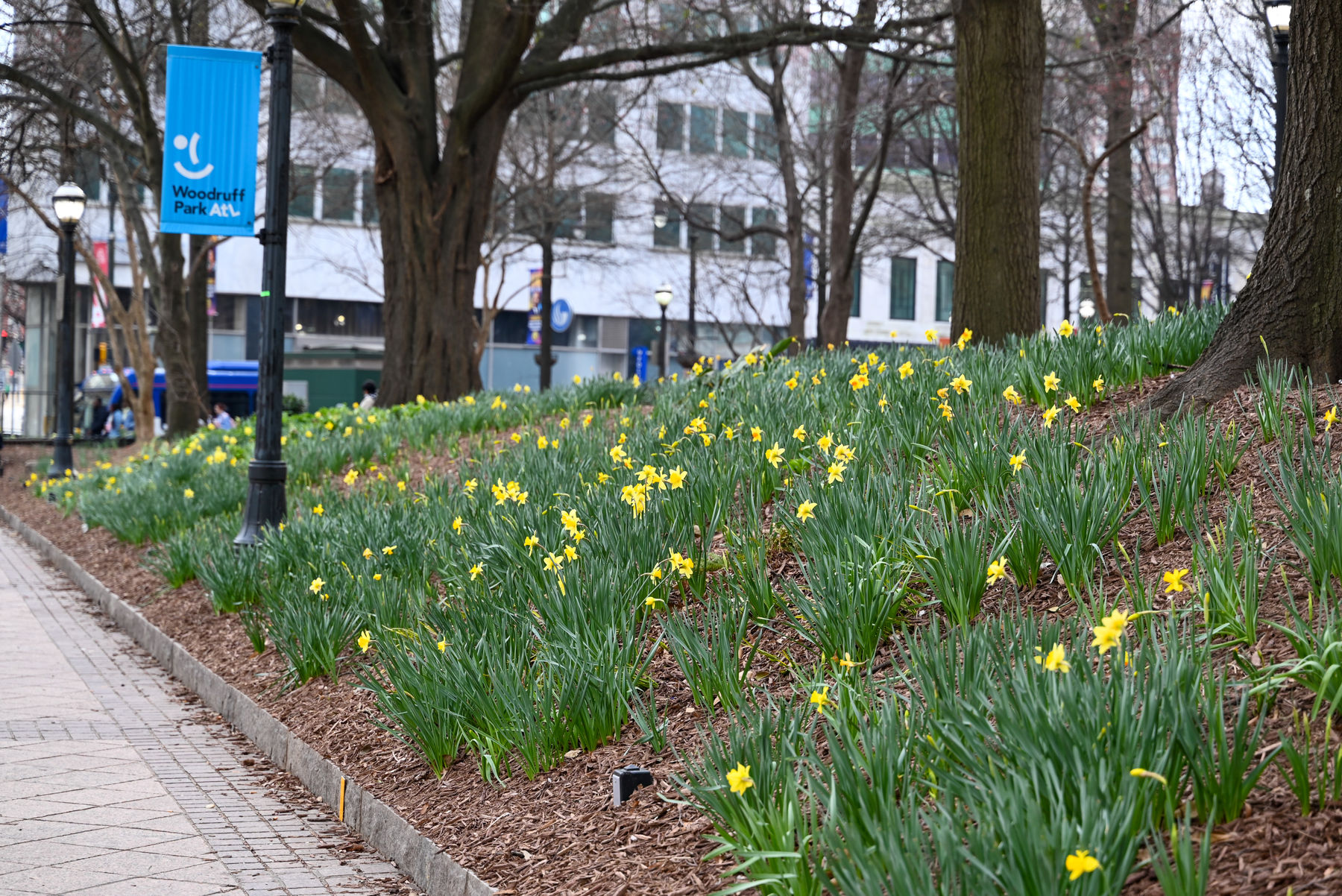 daffodil plants in bloom with bright yellow flowers in woodruff park in downtown atlanta