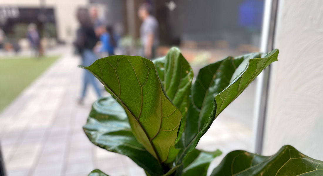 A close-up of a Fiddle Leaf Fig, Perkins' favorite houseplant.