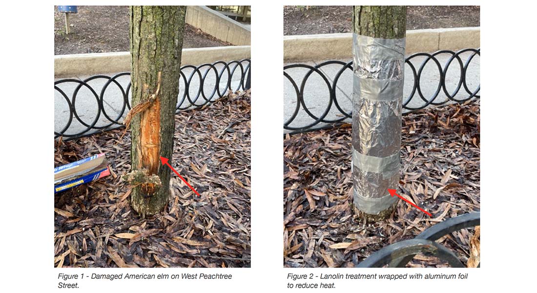 A damaged tree is wrapped with a lanolin treatment to help it heal itself.