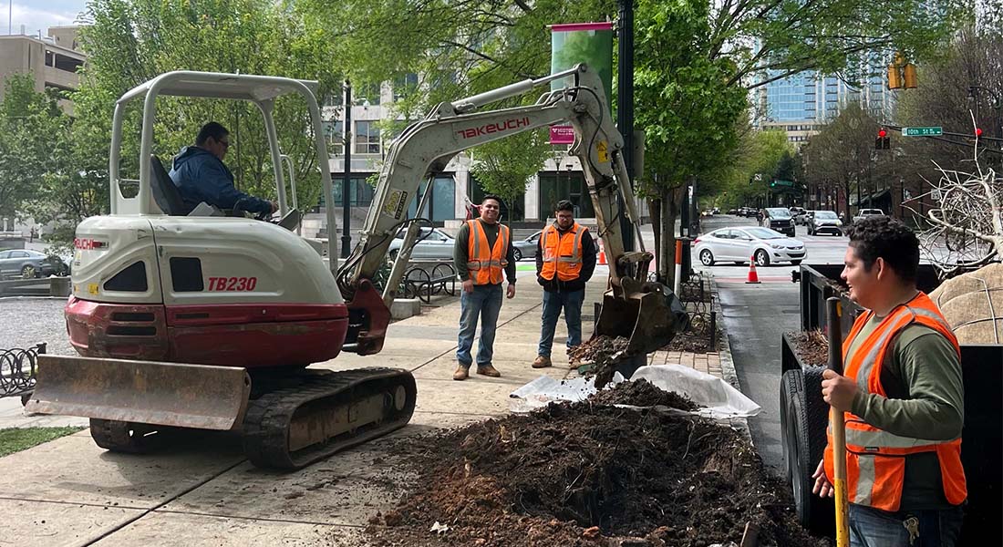 More than 20 new trees were planted in the Midtown right of way earlier this year.