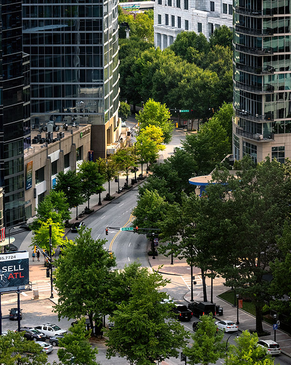From Oaks to Elms and Cypresses, Midtown’s lush canopy of trees is an integral part of the district’s walkable environment. 