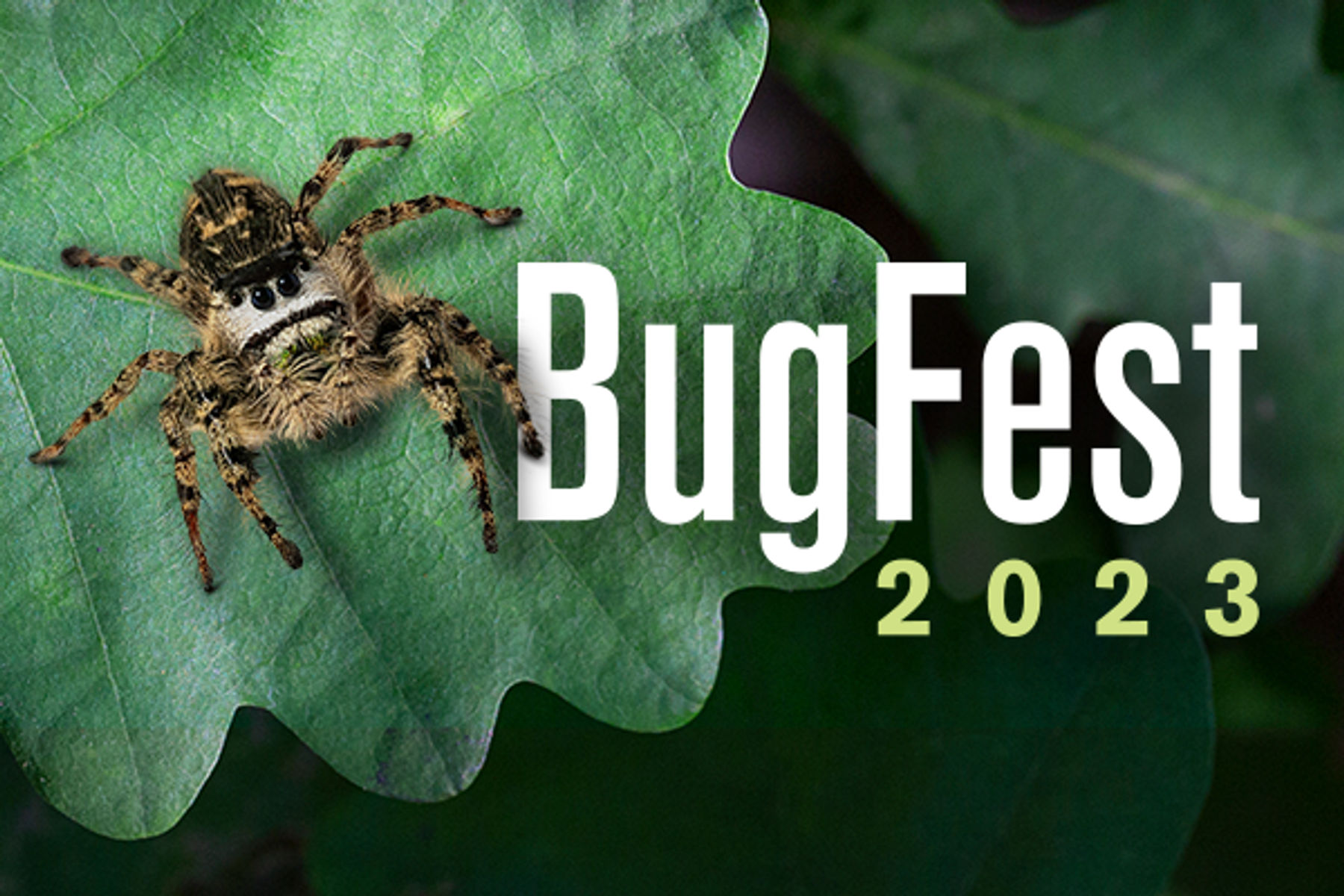 BugFest Downtown Raleigh, NC