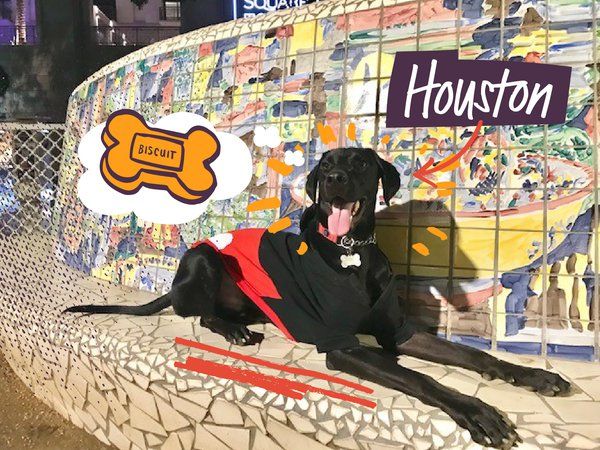 Houston the Dog