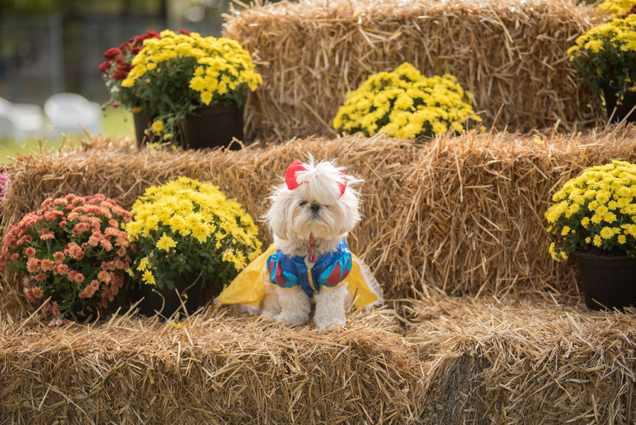 Pumpkins and Paws 1